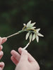 Bamboo Branch Pearl Hair Stick